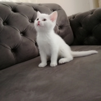 British Shorthair, Kedi  Mia fotoğrafı