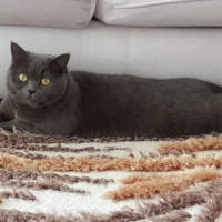 Scottish Fold, Kedi  TIFIL fotoğrafı