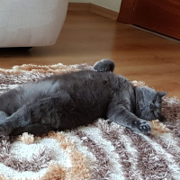 Scottish Fold, Kedi  TIFIL fotoğrafı