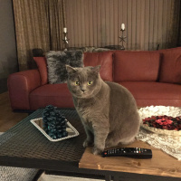 Scottish Fold, Kedi  TIFIL fotoğrafı