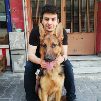 Alman Çoban Köpeği, Köpek  Pablo fotoğrafı