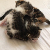 Tekir Kedi, Kedi  Kadime fotoğrafı
