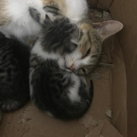 Tekir Kedi, Kedi  Kadime fotoğrafı