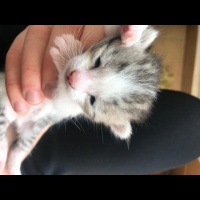Tekir Kedi, Kedi  Kadime fotoğrafı