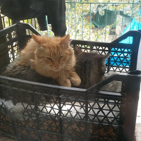 Tekir Kedi, Kedi  güneş fotoğrafı