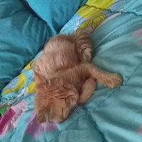 Tekir Kedi, Kedi  güneş fotoğrafı