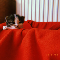 Sarman, Kedi  Pipet fotoğrafı