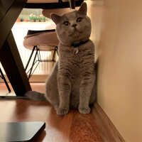 British Shorthair, Kedi  Şaşkın fotoğrafı