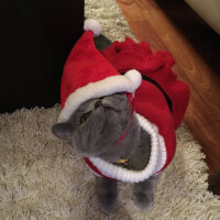 British Shorthair, Kedi  Şaşkın fotoğrafı