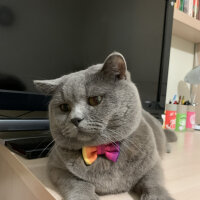 British Shorthair, Kedi  Şaşkın fotoğrafı