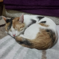 Tekir Kedi, Kedi  Sultan fotoğrafı