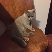 British Shorthair, Kedi  Bihter fotoğrafı