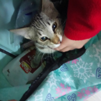 Soke, Kedi  Kamuran fotoğrafı