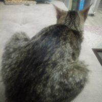 Soke, Kedi  Kamuran fotoğrafı