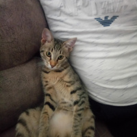 Soke, Kedi  Kamuran fotoğrafı