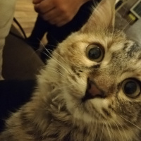 Tekir Kedi, Kedi  Hera fotoğrafı
