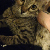 Tekir Kedi, Kedi  Hera fotoğrafı