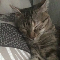 Tekir Kedi, Kedi  Venüs 05385770779 fotoğrafı