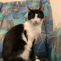Siyam Kedisi, Kedi  Şirine fotoğrafı