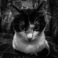 Siyam Kedisi, Kedi  Şirine fotoğrafı