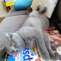 British Shorthair, Kedi  sezar fotoğrafı