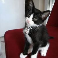 Tuxedo (Smokin) Kedi, Kedi  aşil fotoğrafı