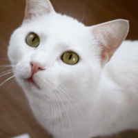 Van Kedisi, Kedi  TOSUN fotoğrafı