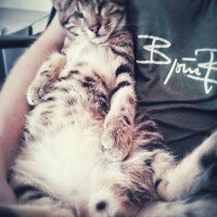 Bengal, Kedi  paşa fotoğrafı