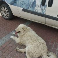 Golden Retriever, Köpek  Leydi fotoğrafı