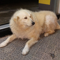 Golden Retriever, Köpek  Leydi fotoğrafı