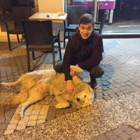 Golden Retriever, Köpek  Leydi fotoğrafı