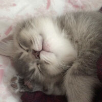 British Shorthair, Kedi  Topaç fotoğrafı