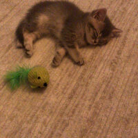 British Shorthair, Kedi  Topaç fotoğrafı