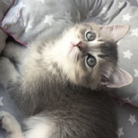 British Shorthair, Kedi  Topaç fotoğrafı