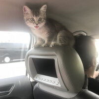 British Shorthair, Kedi  Topaç fotoğrafı