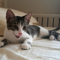 Tekir Kedi, Kedi  Pıtır fotoğrafı
