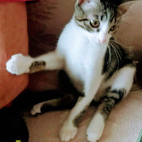 Tekir Kedi, Kedi  Pıtır fotoğrafı