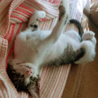 Tekir Kedi, Kedi  Pıtır fotoğrafı