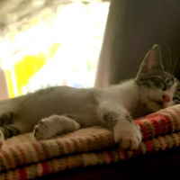 Tekir Kedi, Kedi  Pıtır fotoğrafı