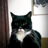 Tekir Kedi, Kedi  Oğul fotoğrafı