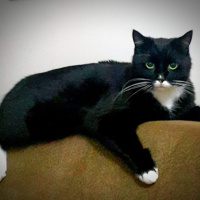 Tekir Kedi, Kedi  Oğul fotoğrafı