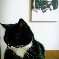 Tekir Kedi, Kedi  Oğul fotoğrafı