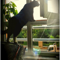 Tekir Kedi, Kedi  Oğul fotoğrafı