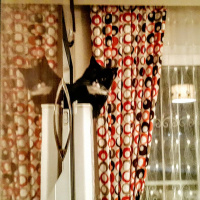 Tekir Kedi, Kedi  Oğul fotoğrafı
