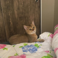 British Shorthair, Kedi  Ballokumu fotoğrafı