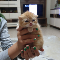 British Shorthair, Kedi  Yavru kedi fotoğrafı