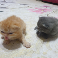 British Shorthair, Kedi  Yavru kedi fotoğrafı