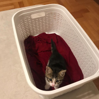 Tekir Kedi, Kedi  Kaplan fotoğrafı