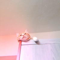 Sarman, Kedi  Murphy fotoğrafı