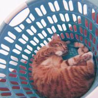 Sarman, Kedi  Murphy fotoğrafı